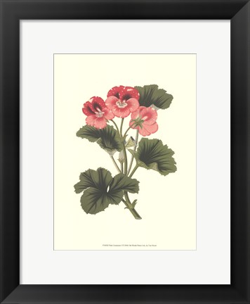 Framed Pink Geranium I Print