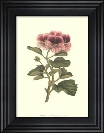 Framed Pink Geranium II Print