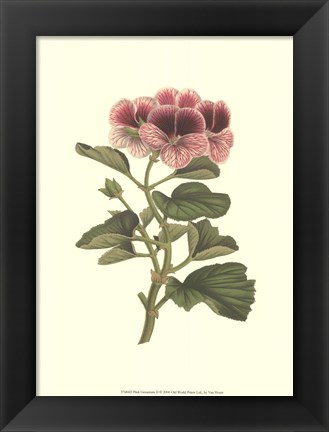 Framed Pink Geranium II Print