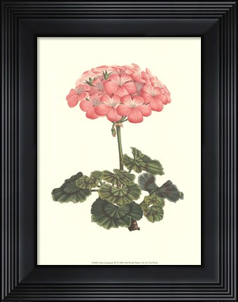 Framed Pink Geranium III Print