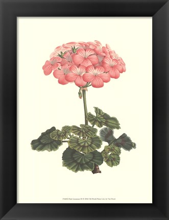 Framed Pink Geranium III Print