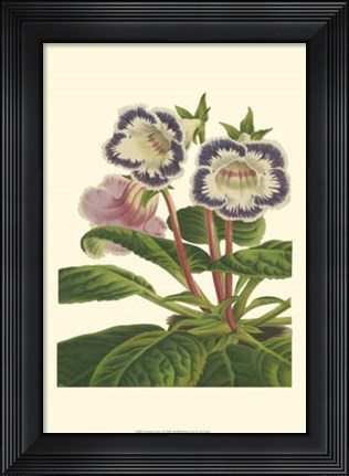Framed Gloxinia Garden I Print