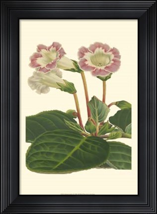 Framed Gloxinia Garden II Print