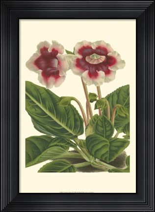Framed Gloxinia Garden III Print
