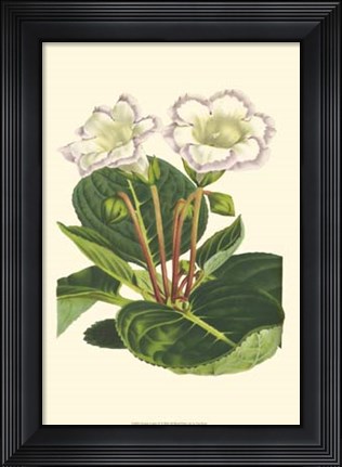 Framed Gloxinia Garden IV Print