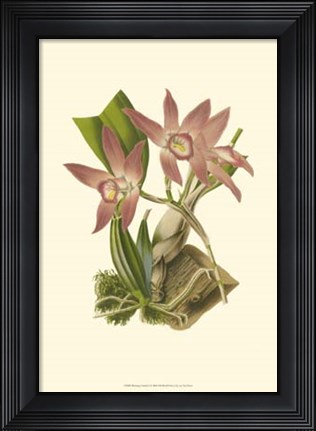 Framed Blushing Orchids I Print