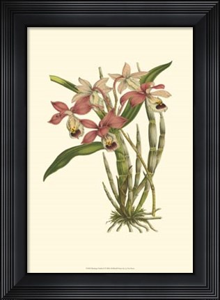 Framed Blushing Orchids II Print