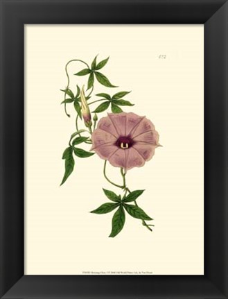 Framed Morning Glory I Print