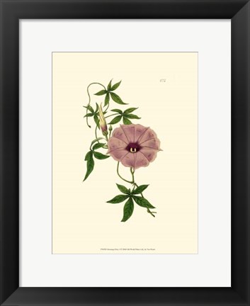 Framed Morning Glory I Print