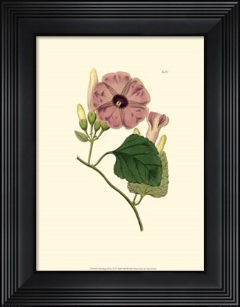 Framed Morning Glory II Print