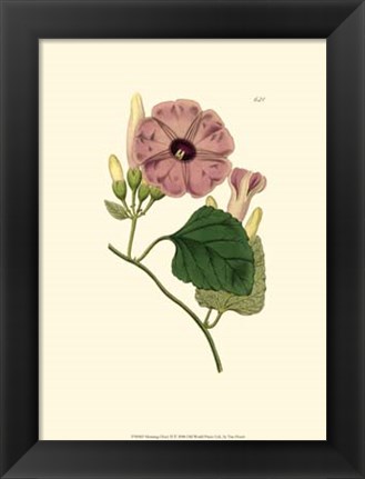 Framed Morning Glory II Print