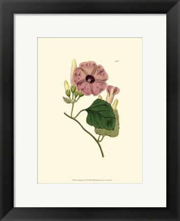 Framed Morning Glory II Print