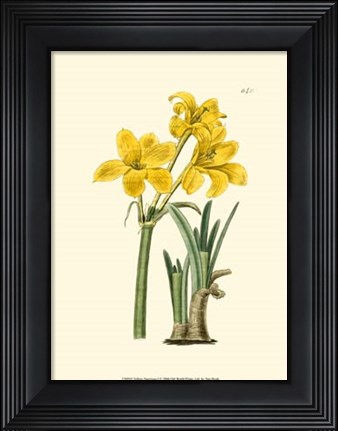 Framed Yellow Narcissus I Print