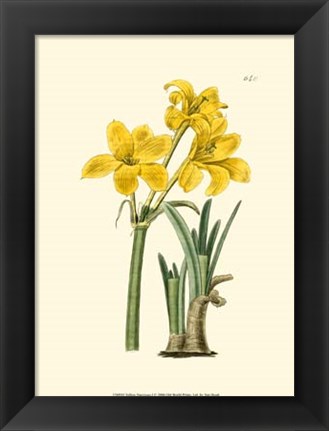 Framed Yellow Narcissus I Print