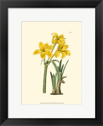 Framed Yellow Narcissus I Print