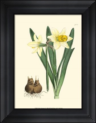 Framed Yellow Narcissus II Print
