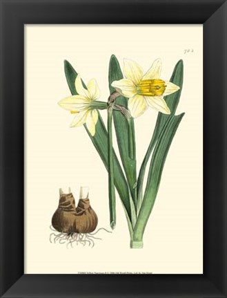 Framed Yellow Narcissus II Print