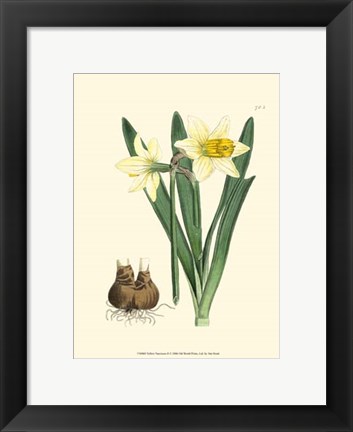 Framed Yellow Narcissus II Print
