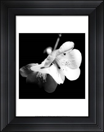 Framed Quince Blossoms I Print