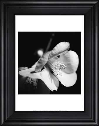 Framed Quince Blossoms II Print