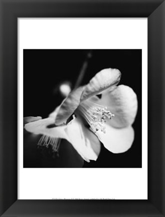 Framed Quince Blossoms II Print