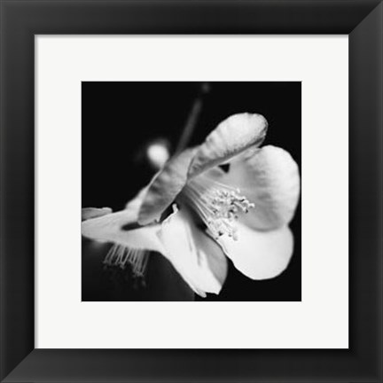 Framed Quince Blossoms II Print