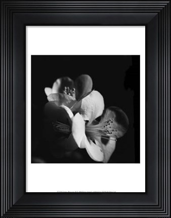 Framed Quince Blossoms III Print