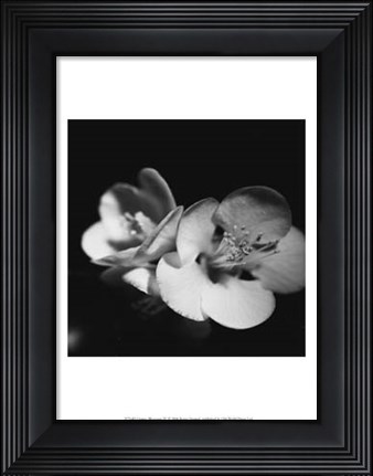 Framed Quince Blossoms IV Print