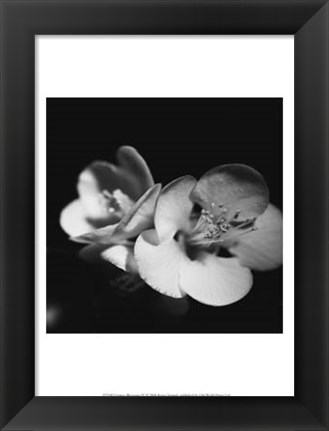 Framed Quince Blossoms IV Print