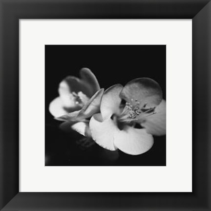 Framed Quince Blossoms IV Print