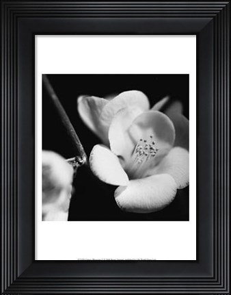 Framed Quince Blossoms V Print