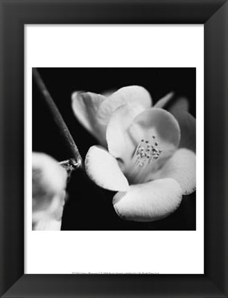 Framed Quince Blossoms V Print