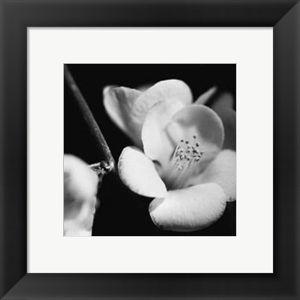 Framed Quince Blossoms V Print