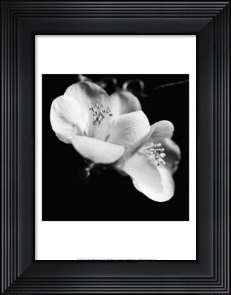 Framed Quince Blossoms VI Print