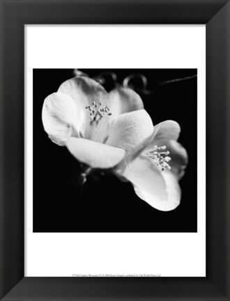 Framed Quince Blossoms VI Print