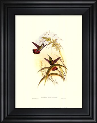 Framed Small Gould Hummingbird I Print