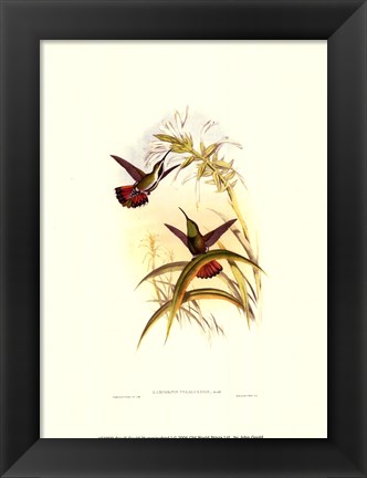 Framed Small Gould Hummingbird I Print