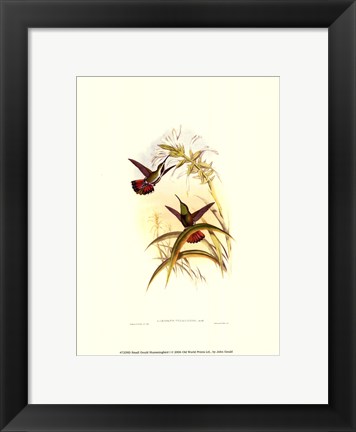 Framed Small Gould Hummingbird I Print