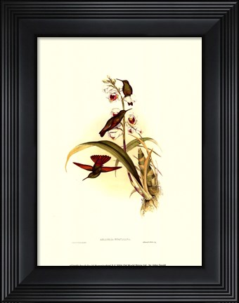 Framed Small Gould Hummingbird II Print