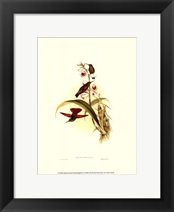 Framed Small Gould Hummingbird II Print