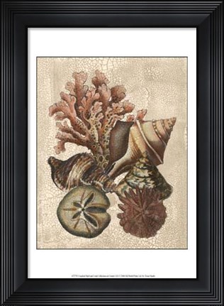 Framed Crackled Shell and Coral Collection on Cream I Print