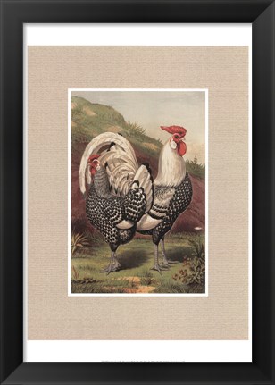 Framed Cassell&#39;s Roosters with Mat III Print