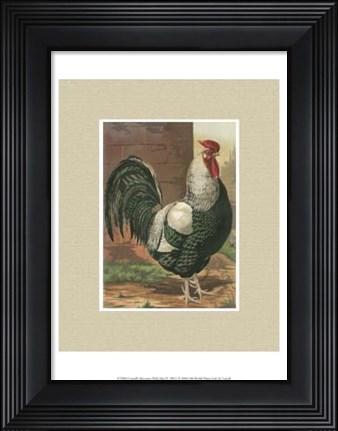 Framed Cassell&#39;s Roosters with Mat IV Print