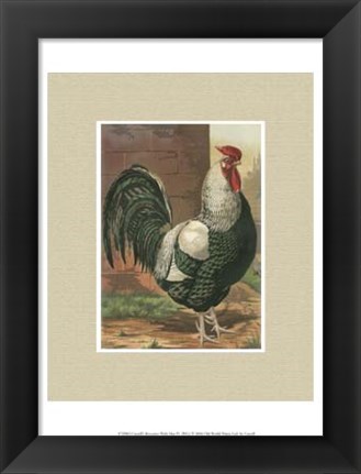 Framed Cassell&#39;s Roosters with Mat IV Print
