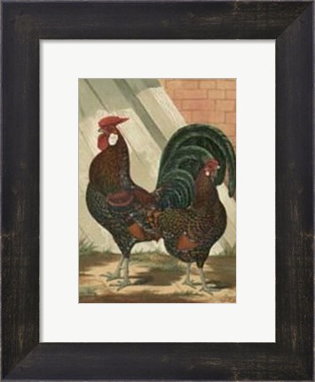 Framed Cassell&#39;s Roosters with Mat V Print