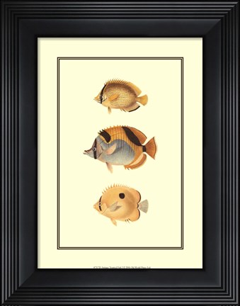 Framed Antique Tropical Fish I Print