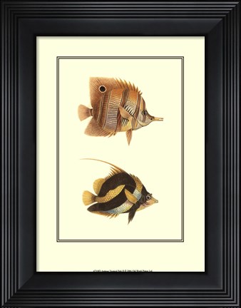Framed Antique Tropical Fish II Print