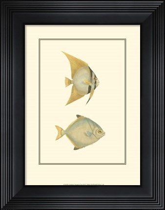 Framed Antique Tropical Fish III Print