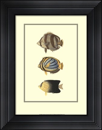 Framed Antique Tropical Fish IV Print