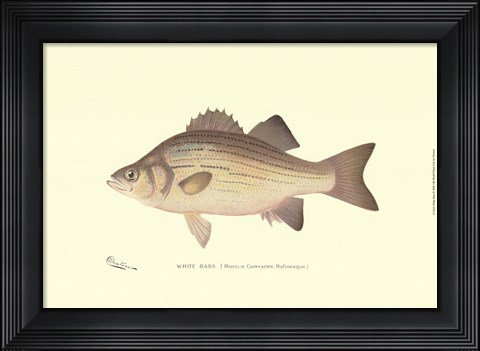 Framed White Bass Print